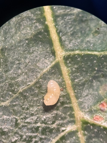 iNaturalist observation photo of Disc Gall Wasp