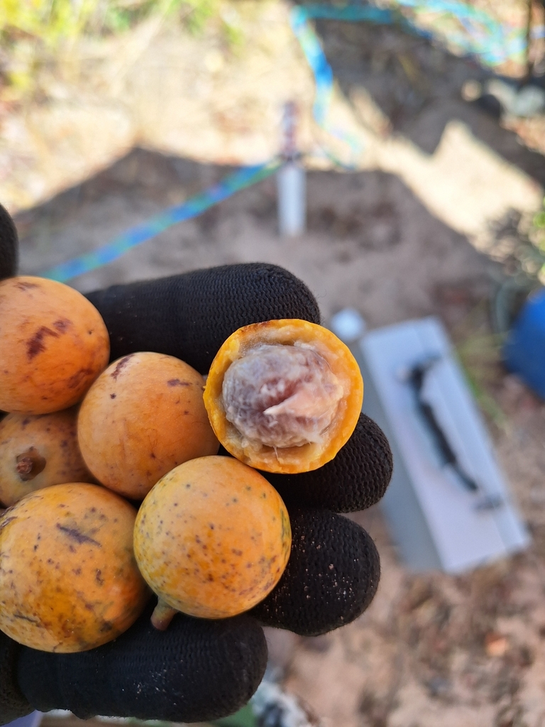Peritassa campestris · iNaturalist