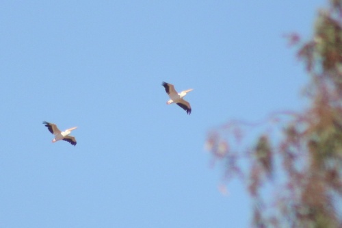 iNaturalist observation photo of American White Pelican