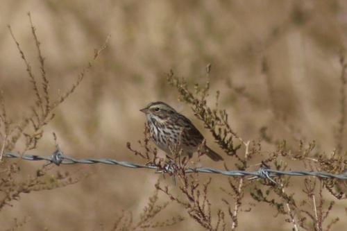 iNaturalist observation photo of Savannah Sparrow