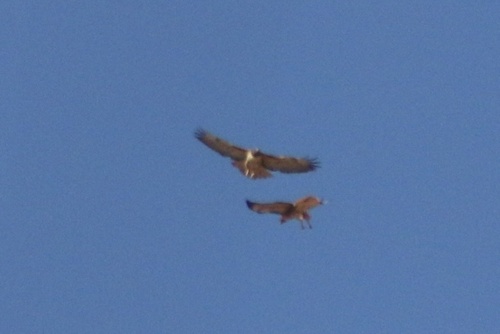 iNaturalist observation photo of Red-tailed Hawk