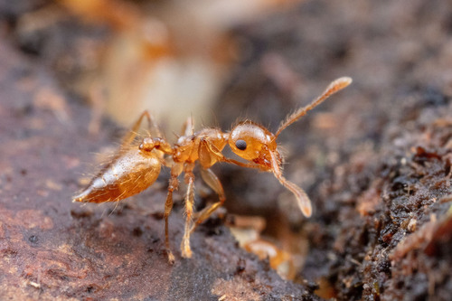 Crematogaster sumichrasti