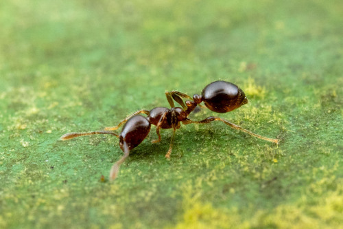 Solenopsis piceaSolenopsis picea