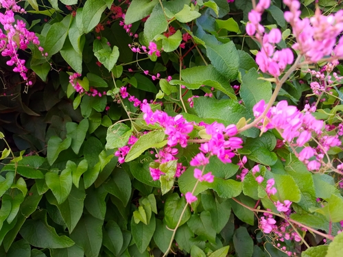 Coral Vine