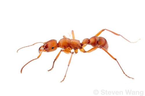 Gnamptogenys concinnaGnamptogenys concinna