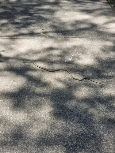 Common Tree Snake sighting