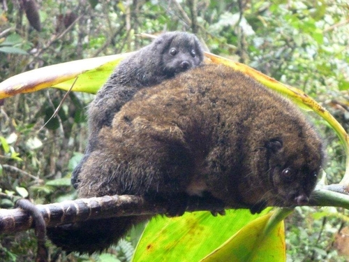 Coppery Ringtail (Pseudochirops cupreus) — Least Concern Mammalia