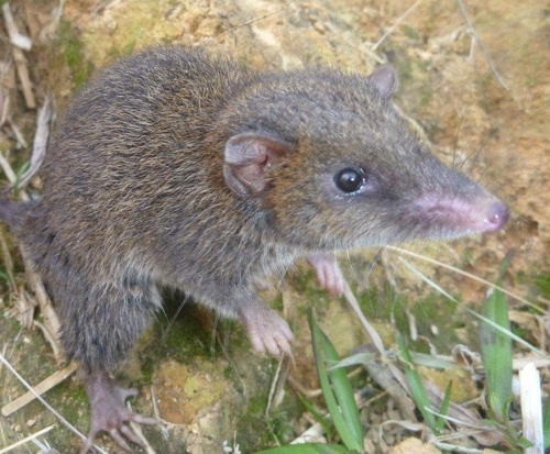 Habbema Dasyure (Murexia habbema), listed as Least Concern on the IUCN Red List
