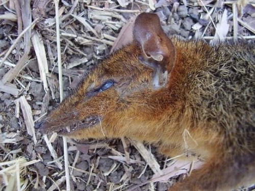 Wallace's Three-striped Dasyure (Myoictis wallacii) — Data Deficient Mammalia