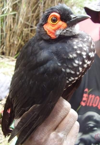 Spangled Honeyeater photo