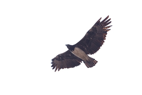 Martial Eagle