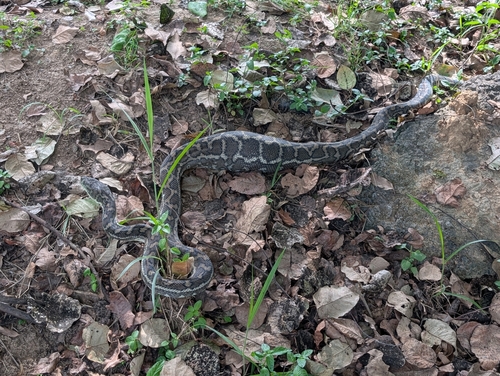 Coastal Carpet Python sighting