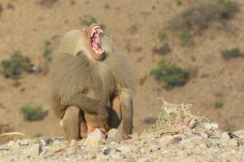 Hamadryas Baboon