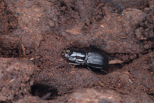 Ceruchus minor