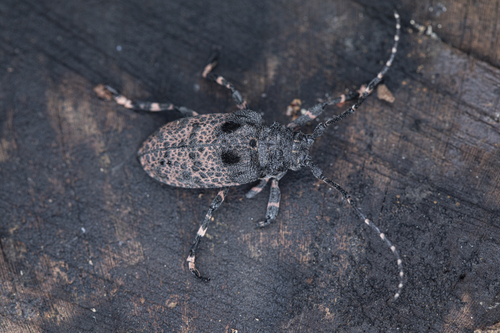 Oak Longicorn Beetle