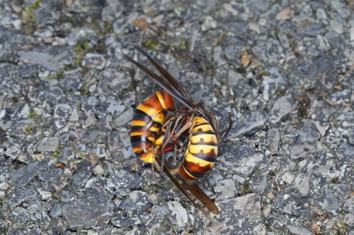 Yellow-vented Hornet