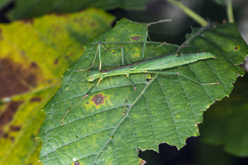 Micadina conifera
