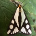 Reversed Haploa Moth - Photo (c) sarahhubert, all rights reserved
