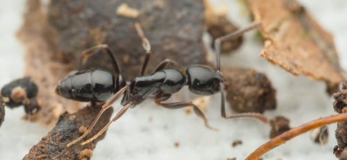 Hypoponera nitidulaHypoponera nitidula