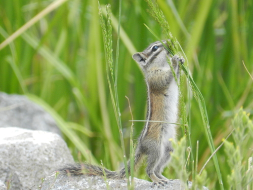 Least Chipmunk