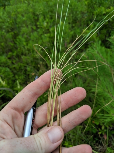 Sporobolus pinetorum