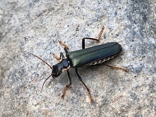 Themus cyanipennis · NaturaLista Mexico