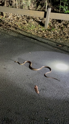 Brown Tree Snake sighting
