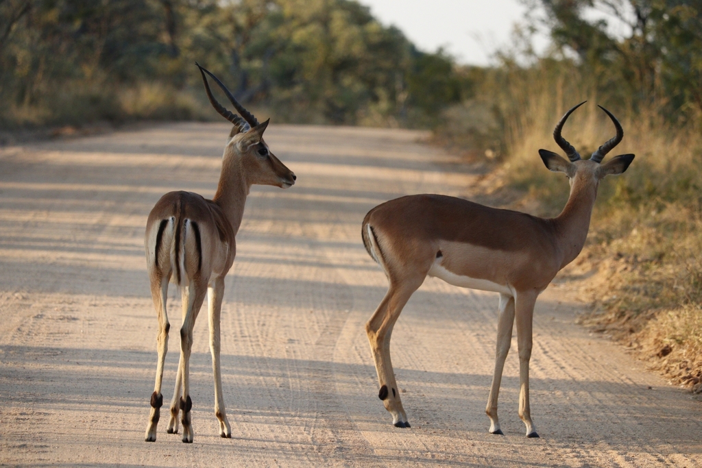 Common Impala from Kruger National Park on July 11, 2022 at 04:29 PM by ...