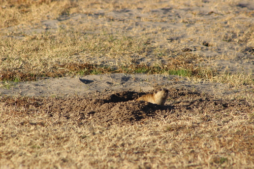Salta Tuco-tuco (Ctenomys saltarius) — Data Deficient Mammalia