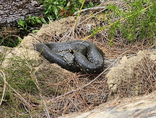 Diamond Python sighting