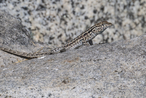 iNaturalist observation photo of Common Side-blotched Lizard