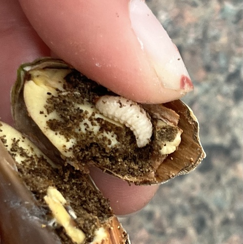 iNaturalist observation photo of Nut and Acorn Weevils