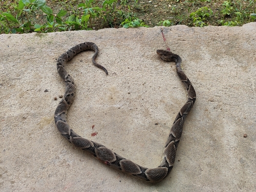 Brazilian Lancehead
