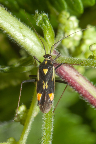 orange-spotted plant bug