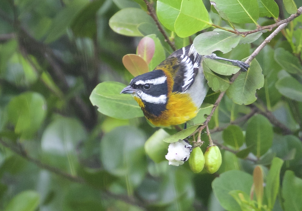 Western Spindalis