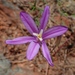 Sierra Foothills Brodiaea - Photo (c) Rick Wachs, all rights reserved, uploaded by Rick Wachs