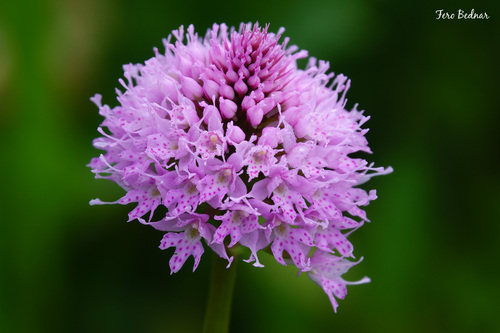 Traunsteinera globosa