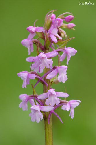 Gymnadenia conopsea