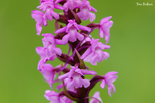 Gymnadenia conopsea