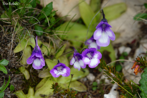 Pinguicula leptoceras