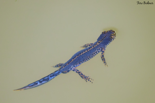 Mesotriton alpestris