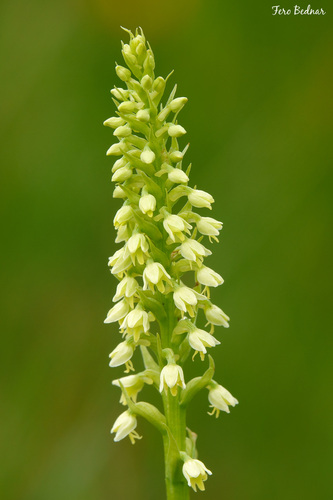 Pseudorchis albida