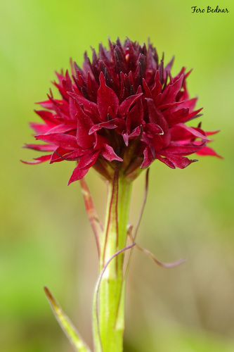 Gymnadenia austriaca
