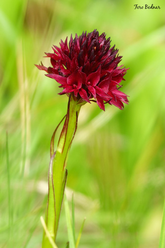 Gymnadenia austriaca