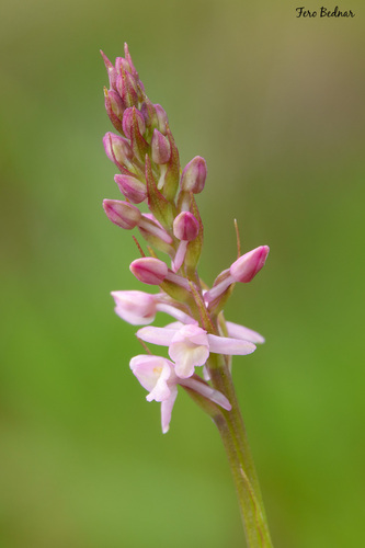 Gymnadenia odoratissima