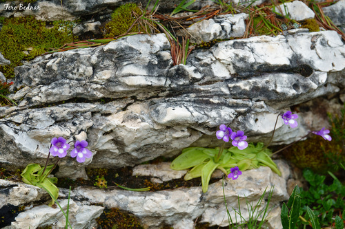 Pinguicula leptoceras