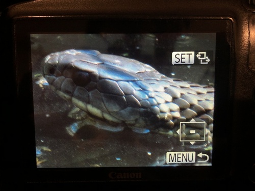 Tiger Snake sighting