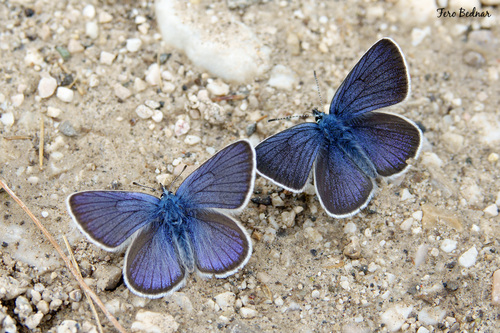 Cyaniris semiargus