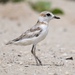 Malaysian Plover - Photo (c) Jamvanman, all rights reserved, uploaded by Jamvanman