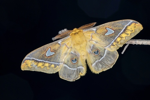 Rhodinia silkae